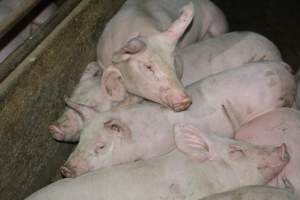 Grower pigs - Captured at Unnamed piggery, Wild Horse Plains SA Australia.