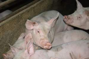 Grower pigs - Captured at Unnamed piggery, Wild Horse Plains SA Australia.