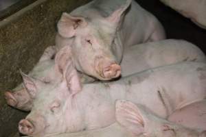 Grower pigs - Captured at Unnamed piggery, Wild Horse Plains SA Australia.