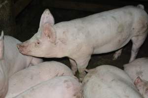 Grower pigs - Captured at Unnamed piggery, Wild Horse Plains SA Australia.