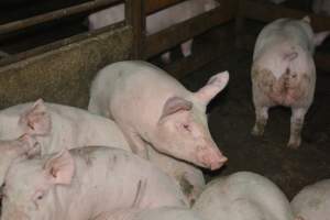 Grower pigs - Captured at Unnamed piggery, Wild Horse Plains SA Australia.