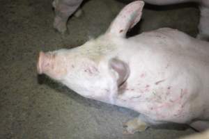 Grower pigs - Captured at Unnamed piggery, Wild Horse Plains SA Australia.