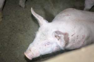 Grower pigs - Captured at Unnamed piggery, Wild Horse Plains SA Australia.