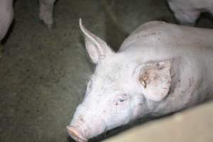 Grower pigs - Captured at Unnamed piggery, Wild Horse Plains SA Australia.