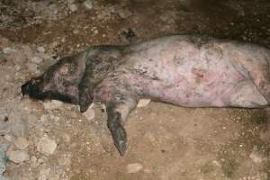 Dead pig outside grower sheds - Captured at Unnamed piggery, Wild Horse Plains SA Australia.