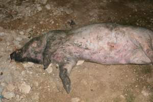 Dead pig outside grower sheds - Captured at Unnamed piggery, Wild Horse Plains SA Australia.