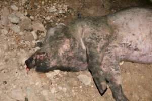 Dead pig outside grower sheds - Captured at Unnamed piggery, Wild Horse Plains SA Australia.