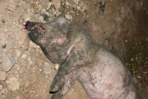 Dead pig outside grower sheds - Captured at Unnamed piggery, Wild Horse Plains SA Australia.