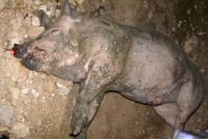Dead pig outside grower sheds - Captured at Unnamed piggery, Wild Horse Plains SA Australia.