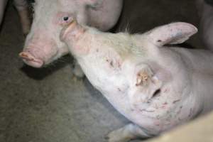 Grower pigs - Captured at Unnamed piggery, Wild Horse Plains SA Australia.