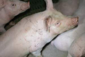 Grower pigs - Captured at Unnamed piggery, Wild Horse Plains SA Australia.