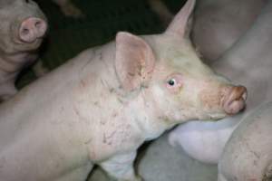 Grower pigs - Captured at Unnamed piggery, Wild Horse Plains SA Australia.