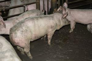 Grower pigs - Captured at Unnamed piggery, Wild Horse Plains SA Australia.