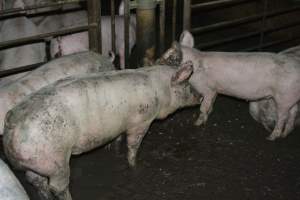 Grower pigs - Captured at Unnamed piggery, Wild Horse Plains SA Australia.