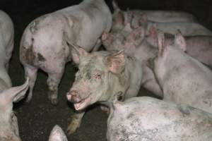 Grower pigs - Captured at Unnamed piggery, Wild Horse Plains SA Australia.