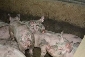 Grower pigs - Captured at Unnamed piggery, Wild Horse Plains SA Australia.