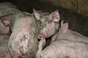 Grower pigs - Captured at Unnamed piggery, Wild Horse Plains SA Australia.