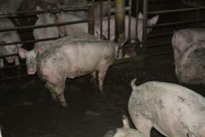 Grower pigs - Captured at Unnamed piggery, Wild Horse Plains SA Australia.