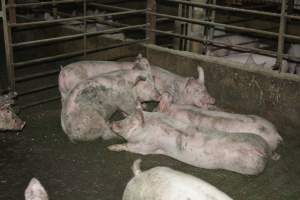 Grower pigs - Captured at Unnamed piggery, Wild Horse Plains SA Australia.