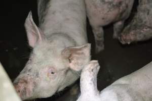 Grower pigs - Captured at Unnamed piggery, Wild Horse Plains SA Australia.