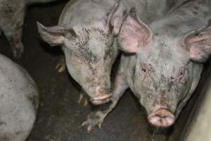 Grower pigs - Captured at Unnamed piggery, Wild Horse Plains SA Australia.