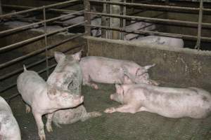 Grower pigs - Captured at Unnamed piggery, Wild Horse Plains SA Australia.