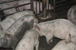 Grower pigs - Captured at Unnamed piggery, Wild Horse Plains SA Australia.