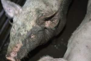 Grower pigs - Captured at Unnamed piggery, Wild Horse Plains SA Australia.