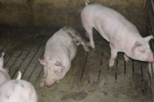 Grower pigs - Captured at Unnamed piggery, Wild Horse Plains SA Australia.