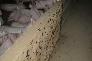 Dead pig outside grower sheds - Captured at Unnamed piggery, Wild Horse Plains SA Australia.