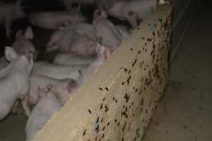 Dead pig outside grower sheds - Captured at Unnamed piggery, Wild Horse Plains SA Australia.