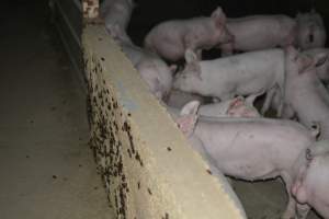 Dead pig outside grower sheds - Captured at Unnamed piggery, Wild Horse Plains SA Australia.