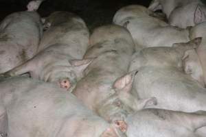 Pigs in grower pens - Captured at Unnamed piggery, Wild Horse Plains SA Australia.