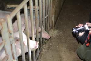 Grower pigs getting filmed - Captured at Unnamed piggery, Wild Horse Plains SA Australia.