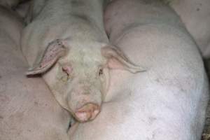 Grower pigs - Captured at Unnamed piggery, Wild Horse Plains SA Australia.