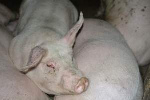 Grower pigs - Captured at Unnamed piggery, Wild Horse Plains SA Australia.