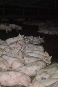 Grower pigs - Captured at Unnamed piggery, Wild Horse Plains SA Australia.