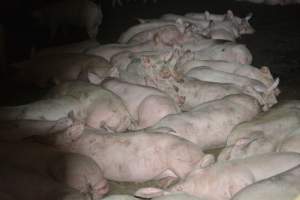 Grower pigs - Captured at Unnamed piggery, Wild Horse Plains SA Australia.