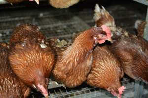 Cage free egg farm - Captured at Days Eggs, Lower Light SA Australia.