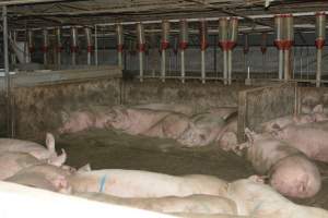 Group housing - Captured at Lindham Piggery, Wild Horse Plains SA Australia.