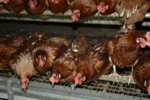 Cage free egg farm - Captured at Days Eggs, Lower Light SA Australia.