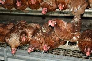 Cage free egg farm - Captured at Days Eggs, Lower Light SA Australia.