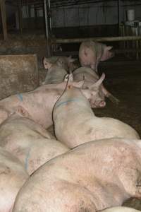 Group housing - Captured at Lindham Piggery, Wild Horse Plains SA Australia.