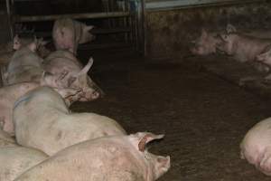 Group housing - Captured at Lindham Piggery, Wild Horse Plains SA Australia.