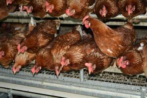 Cage free egg farm - Captured at Days Eggs, Lower Light SA Australia.