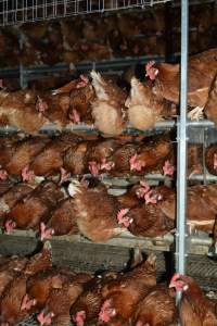 Cage free egg farm - Captured at Days Eggs, Lower Light SA Australia.