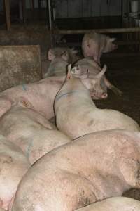 Group housing - Captured at Lindham Piggery, Wild Horse Plains SA Australia.