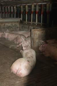 Group housing - Captured at Lindham Piggery, Wild Horse Plains SA Australia.