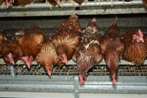 Cage free egg farm - Captured at Days Eggs, Lower Light SA Australia.