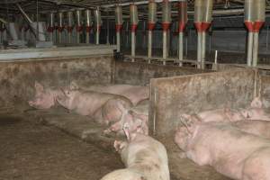 Group housing - Captured at Lindham Piggery, Wild Horse Plains SA Australia.